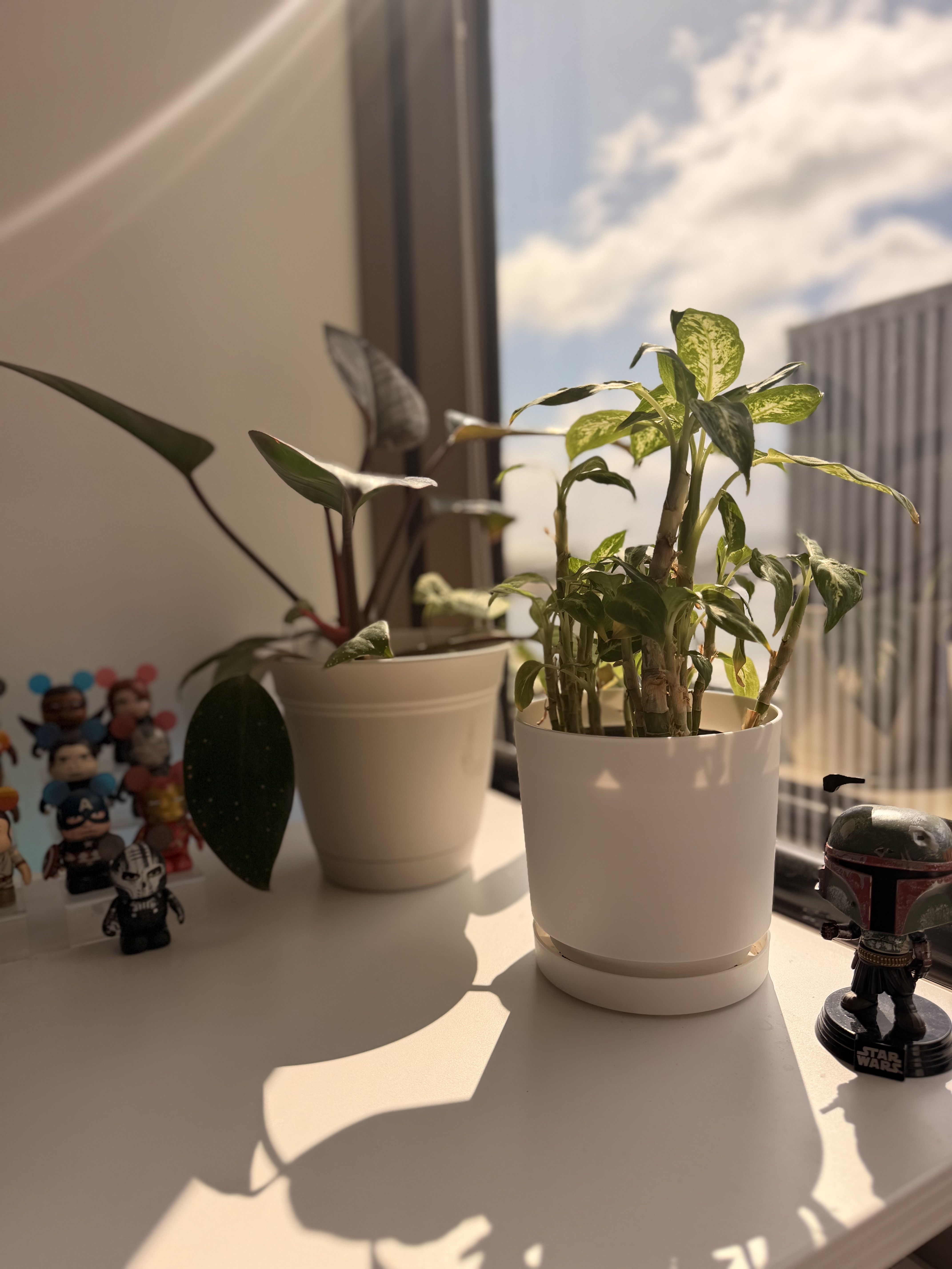A lucky bamboo plant in a white ceramic pot, with a Boba Fett figurine standing watch, in afternoon light
